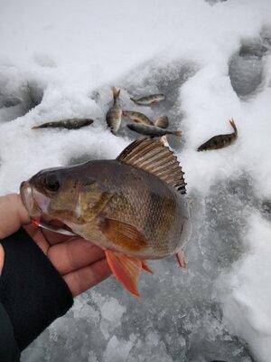 IMG_20210102_140239.thumb.jpg.57aeda4ecd