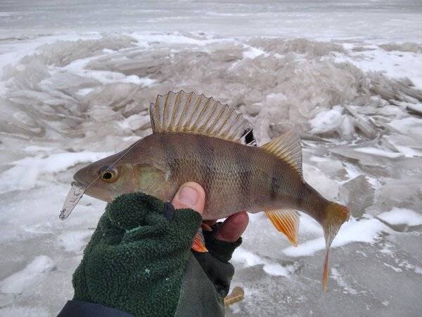 IMG_20210107_133438_1.thumb.jpg.f5d57b9d