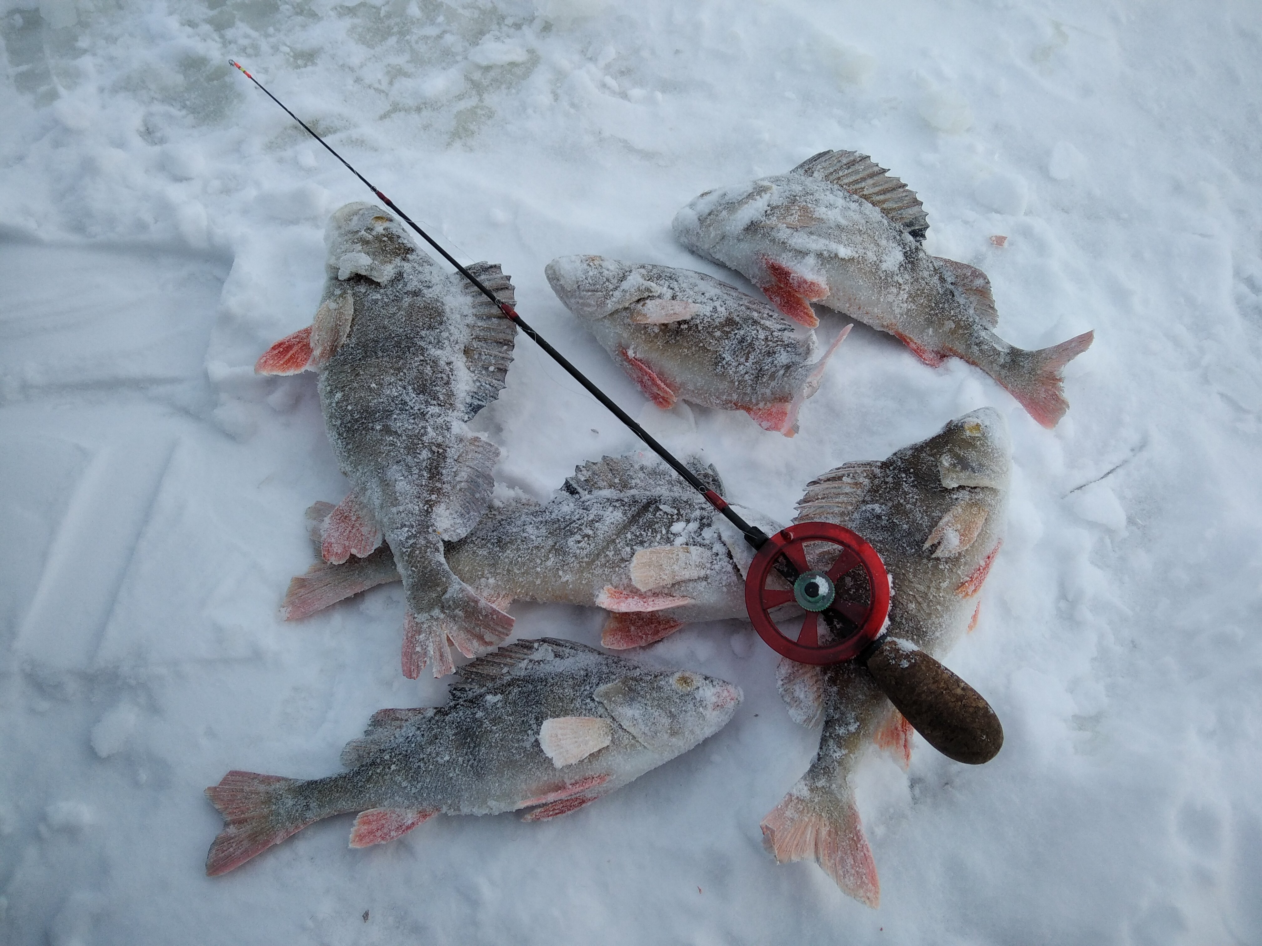 Новинка ловли. Фестиваль ловля рыб зимней удочке п. Рудногорске. Рыбалка в Приобье 2021. Колоть рыбу зимой.