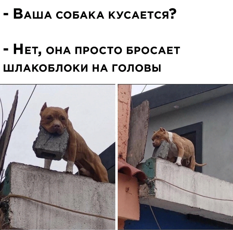 Никого нет дома картинки прикольные