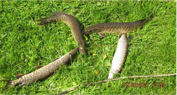 10 1.06 Щурята из бассейна.JPG