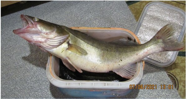 4-судак 2.6 кг.JPG