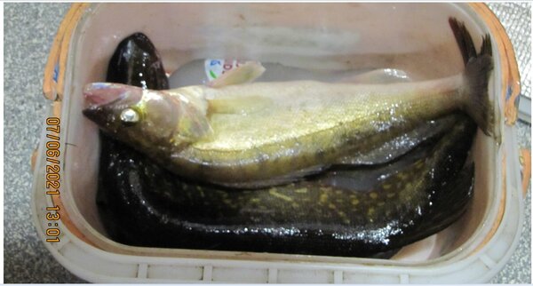 3-Судак 700 гр.JPG