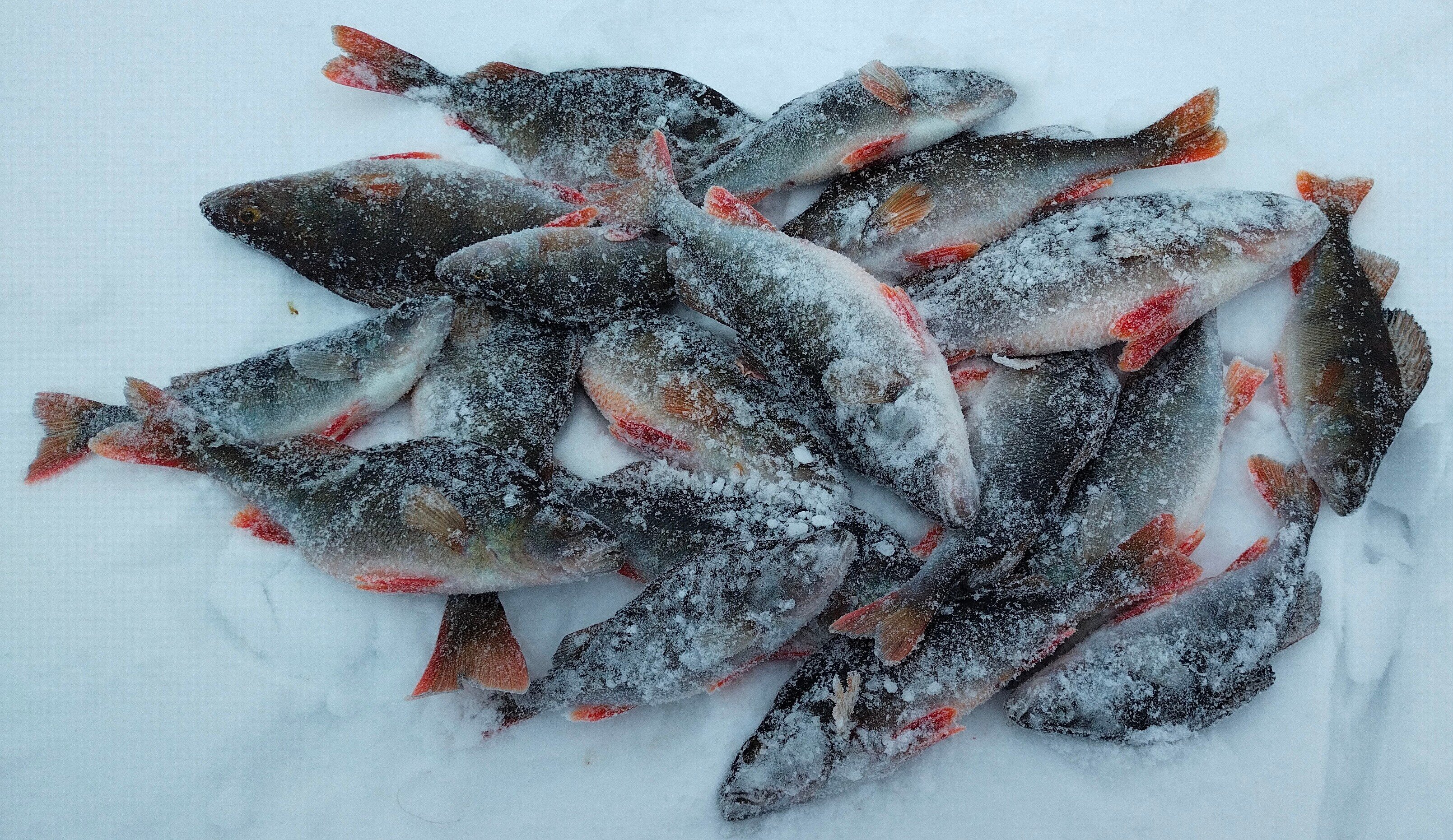 Вести с водоемов новосибирска сегодня. Рыба Ямала. Зимний улов фотосессия. Много окуня на льду улов. Сорога.