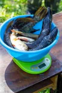 новгородские порыбалки спиннинг 2022-123.jpg