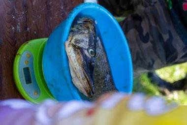 новгородские порыбалки спиннинг 2022-87.jpg