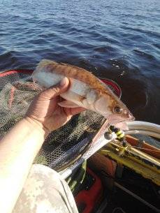 IMG_20210617_081408.jpg