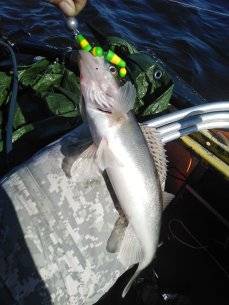 IMG_20210617_093931.jpg