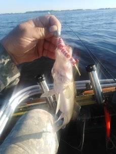 IMG_20210618_063845.jpg