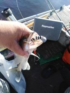 IMG_20210618_072248.jpg