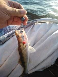 IMG_20210705_053946.jpg