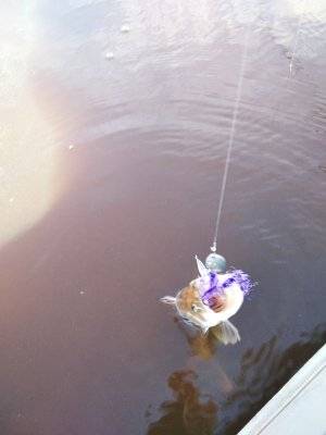 IMG_20220708_174655.jpg