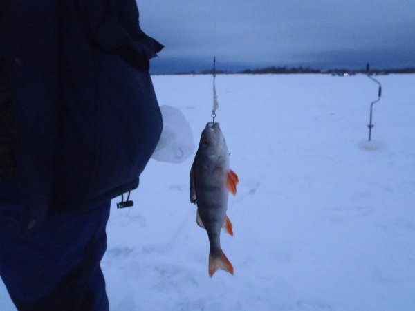 зимний хищник 2013 004.JPG