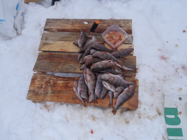 зимний хищник 2013 035.JPG