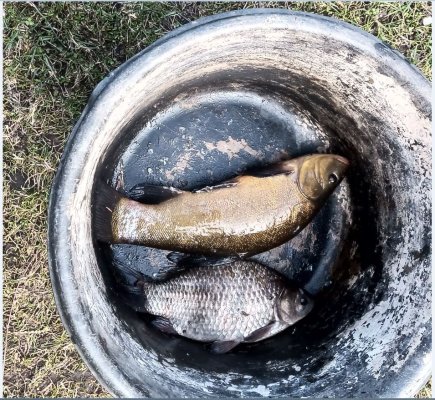 1 Линь-900 Карась-460.JPG