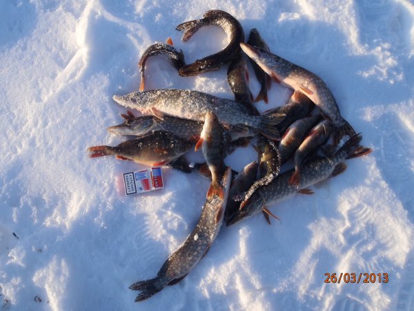 галка окунь щука 050.JPG