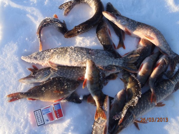 галка окунь щука 051.JPG