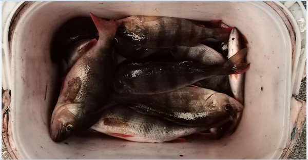 1 19 окуней 250гр. 2- Щ 2-С.JPG