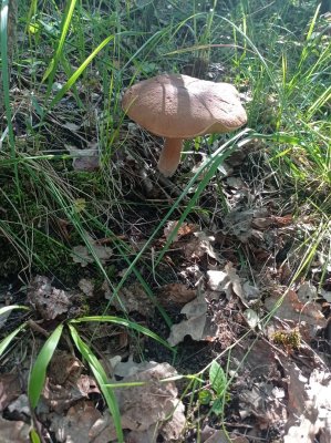 гриб2.jpg