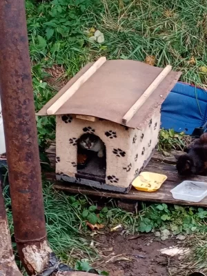 Домик для котов.jpg