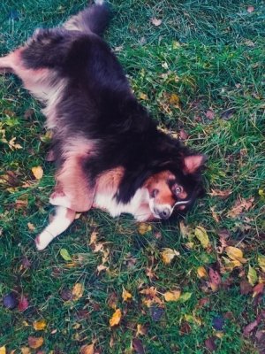 собакен ).jpg