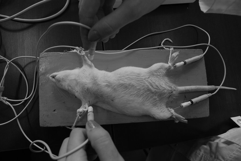 Чистая линия мышей. Мышь лабораторная sd11. Лабораторные мышки. Лабораторная крыса. Опыты на мышах.