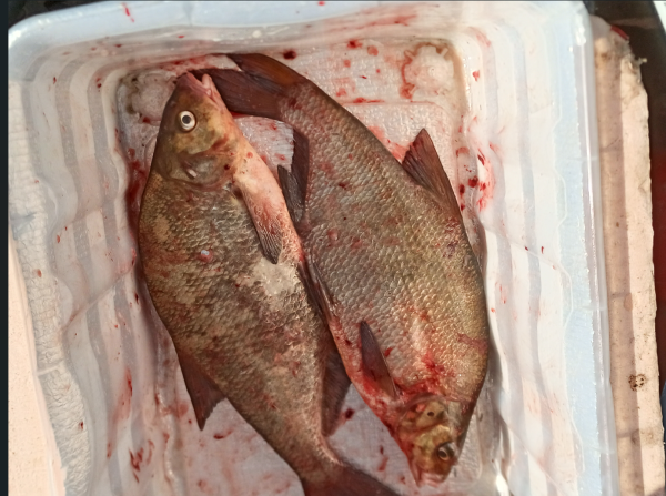 Снимок экрана 2024-06-24 195911.png