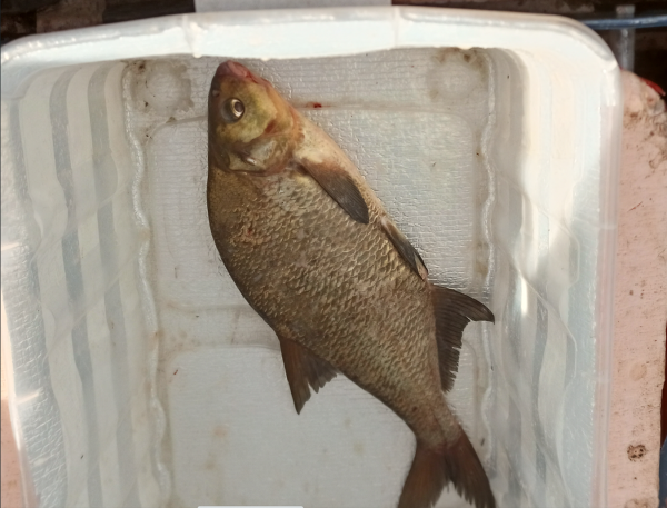 Снимок экрана 2024-06-24 195841.png