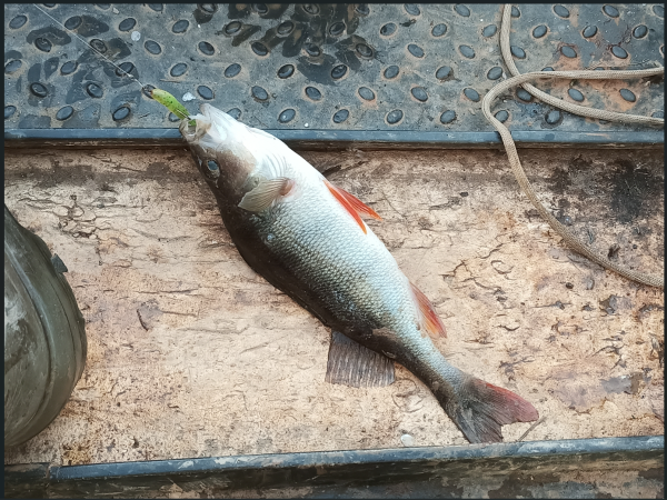 Снимок экрана 2024-06-14 165725.png