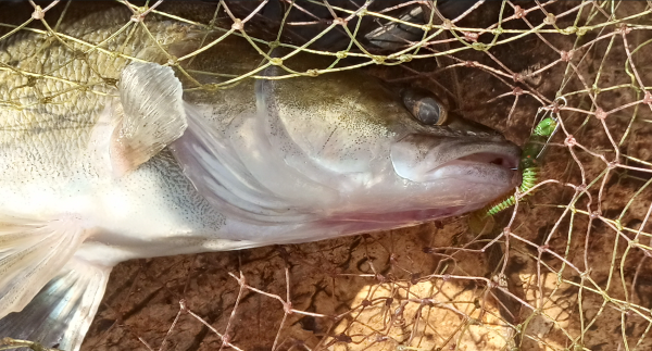 Снимок экрана 2024-06-14 165847.png