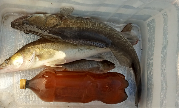 Снимок экрана 2024-06-14 170214.png