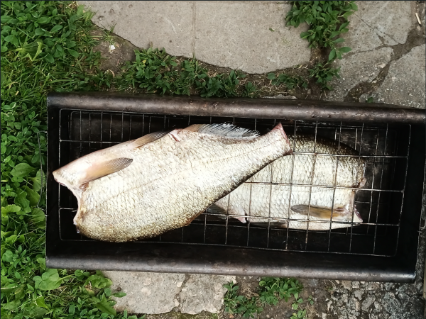 Снимок экрана 2024-06-24 195934.png