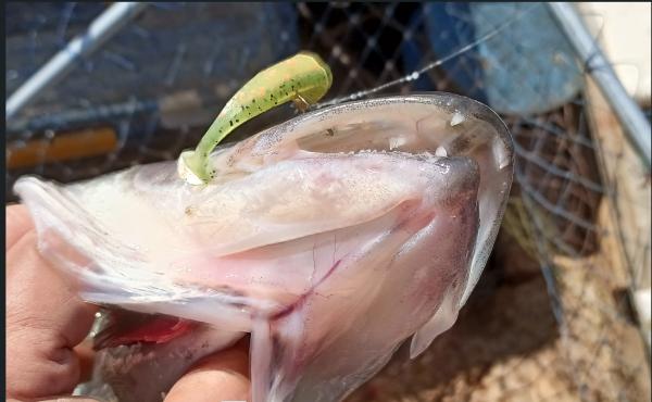 Снимок экрана 2024-06-14 170135.png