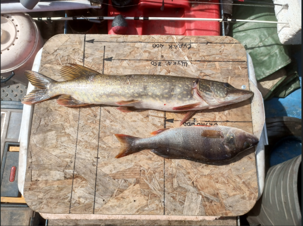 Снимок экрана 2024-07-07 124316.png