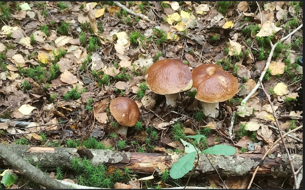 Снимок экрана 2024-08-19 105303.png