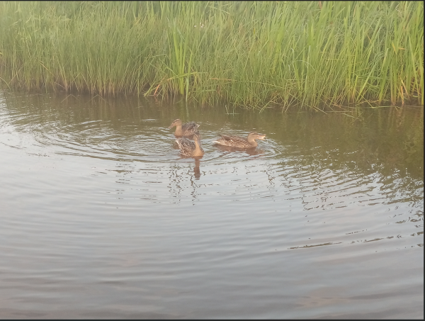 Снимок экрана 2024-08-29 134141.png