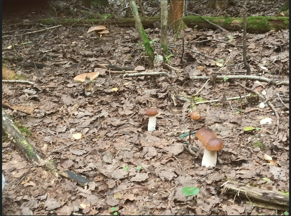 Снимок экрана 2024-08-16 103846.png