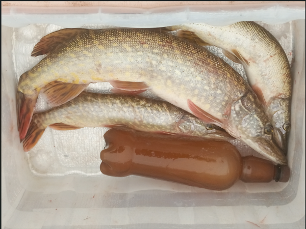 Снимок экрана 2024-10-25 214727.png