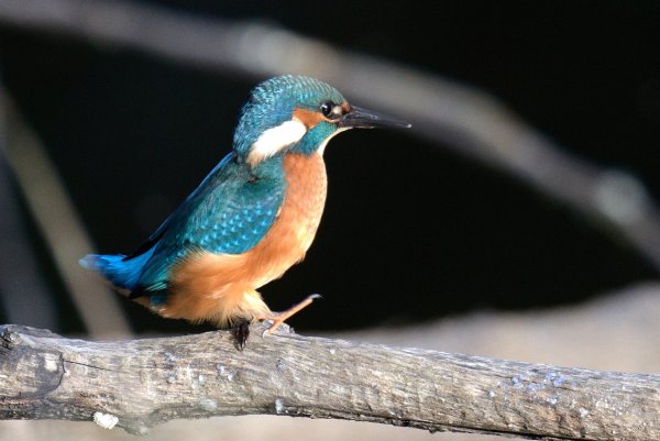 Обыкновенный зимородок_21-08-23_18-12.jpg