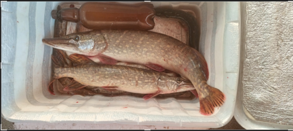 Снимок экрана 2024-10-22 192955.png