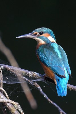 Обыкновенный зимородок_21-08-23_18-16_2.jpg