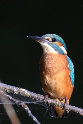 Обыкновенный зимородок_21-08-23_18-16_1.jpg