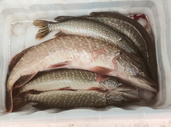 Снимок экрана 2024-11-08 181005.png