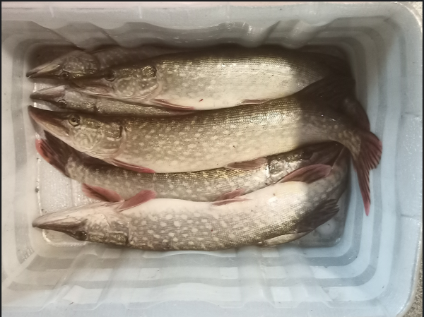 Снимок экрана 2024-11-06 181259.png