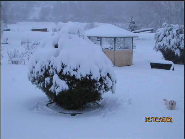 Снимок экрана 2025-02-02 172547.png