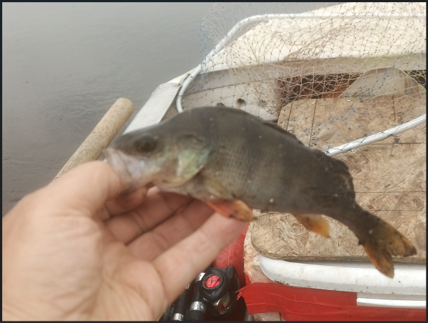 Снимок экрана 2025-06-17 142031.png