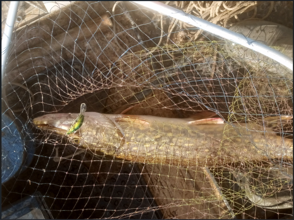 Снимок экрана 2025-06-27 154433.png