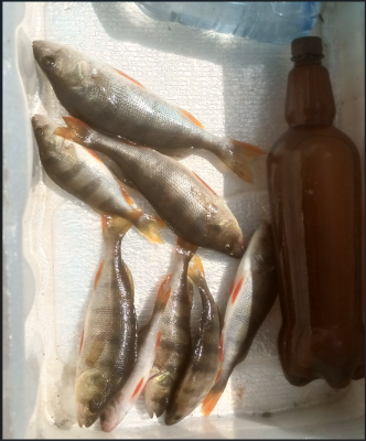 Снимок экрана 2025-06-18 150301.png