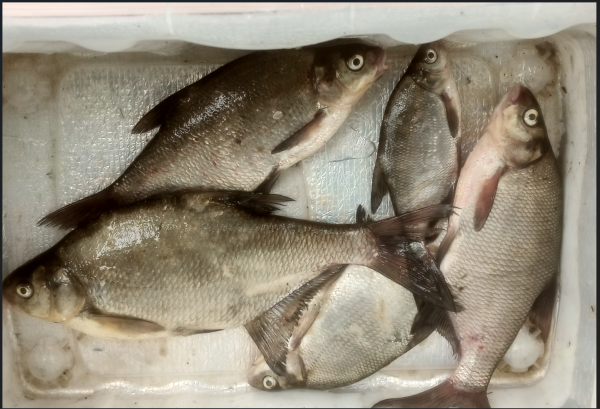 Снимок экрана 2025-06-13 144158.png