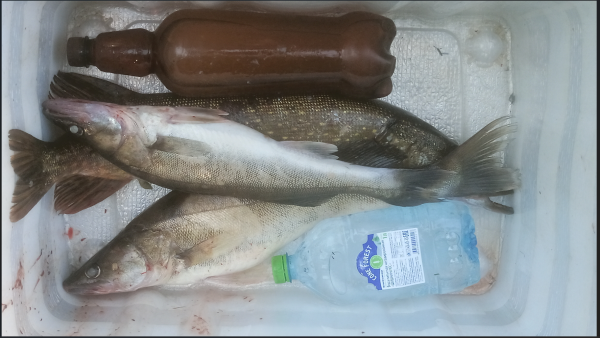 Снимок экрана 2025-07-17 151218.png